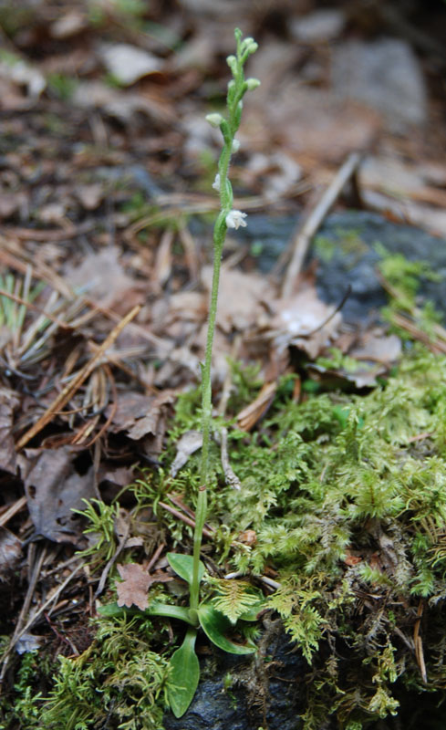 Image of Goodyera repens specimen.