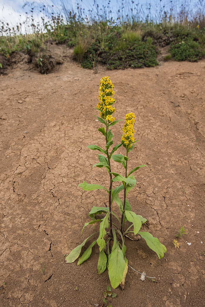 Image of Solidago virgaurea specimen.