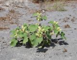 Xanthium orientale