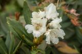 Rhododendron caucasicum