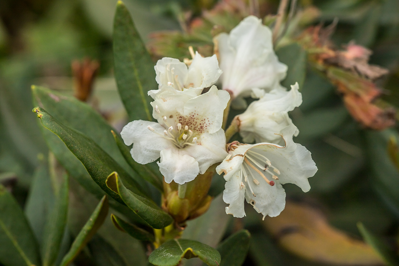 Image of Rhododendron caucasicum specimen.