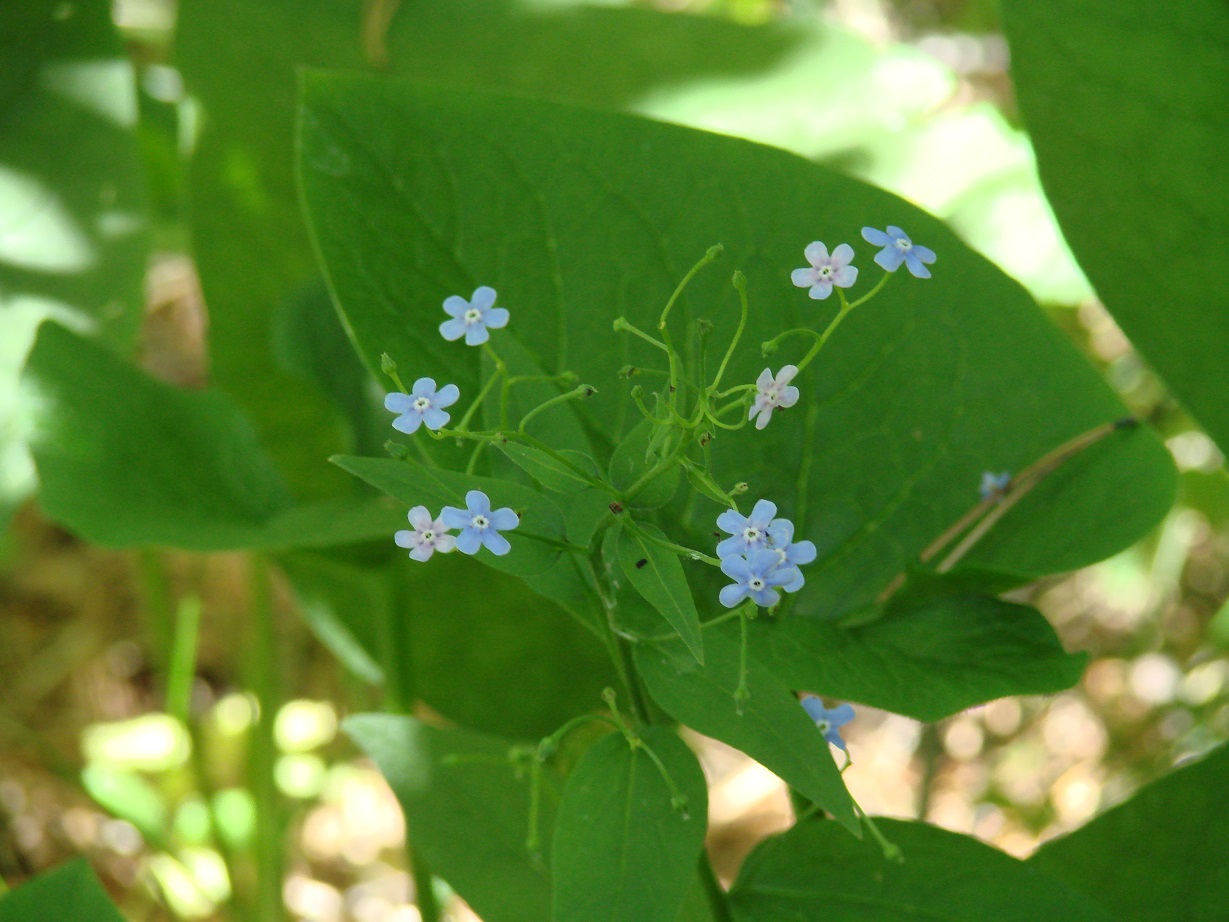 Изображение особи Brunnera sibirica.