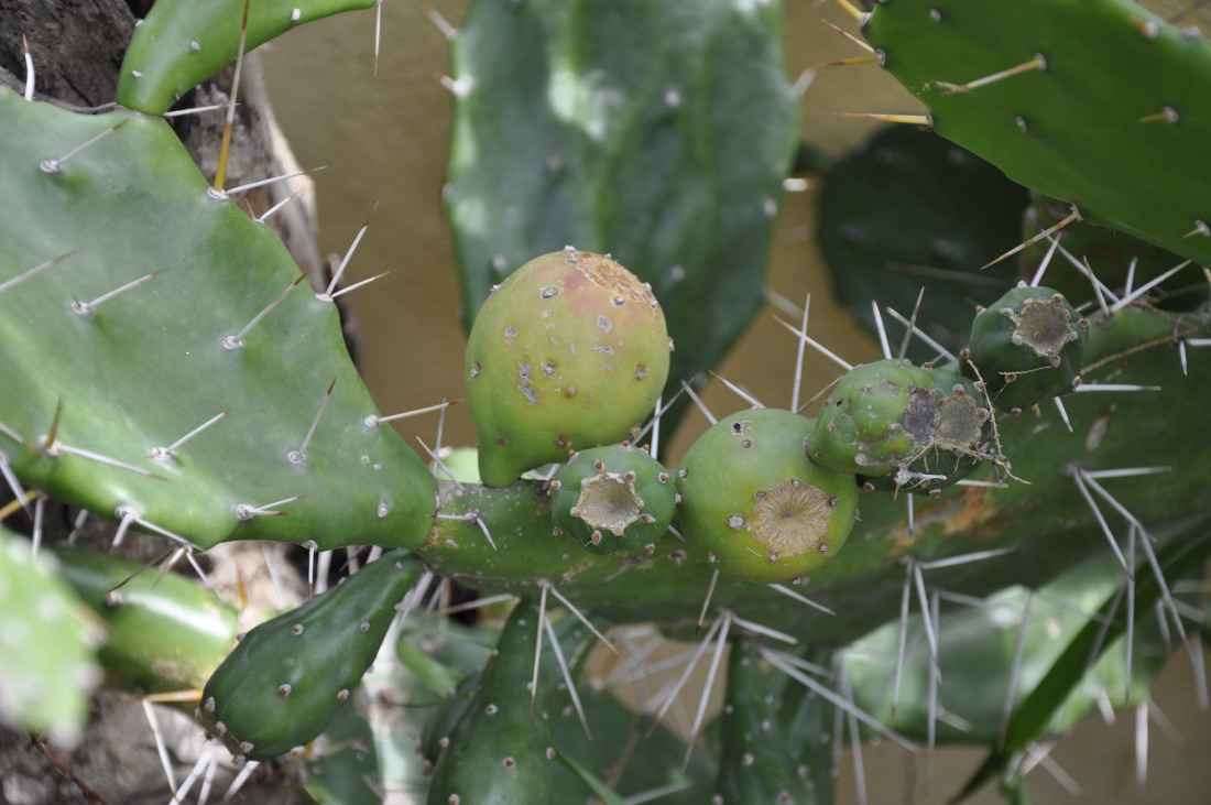 Image of Opuntia dillenii specimen.