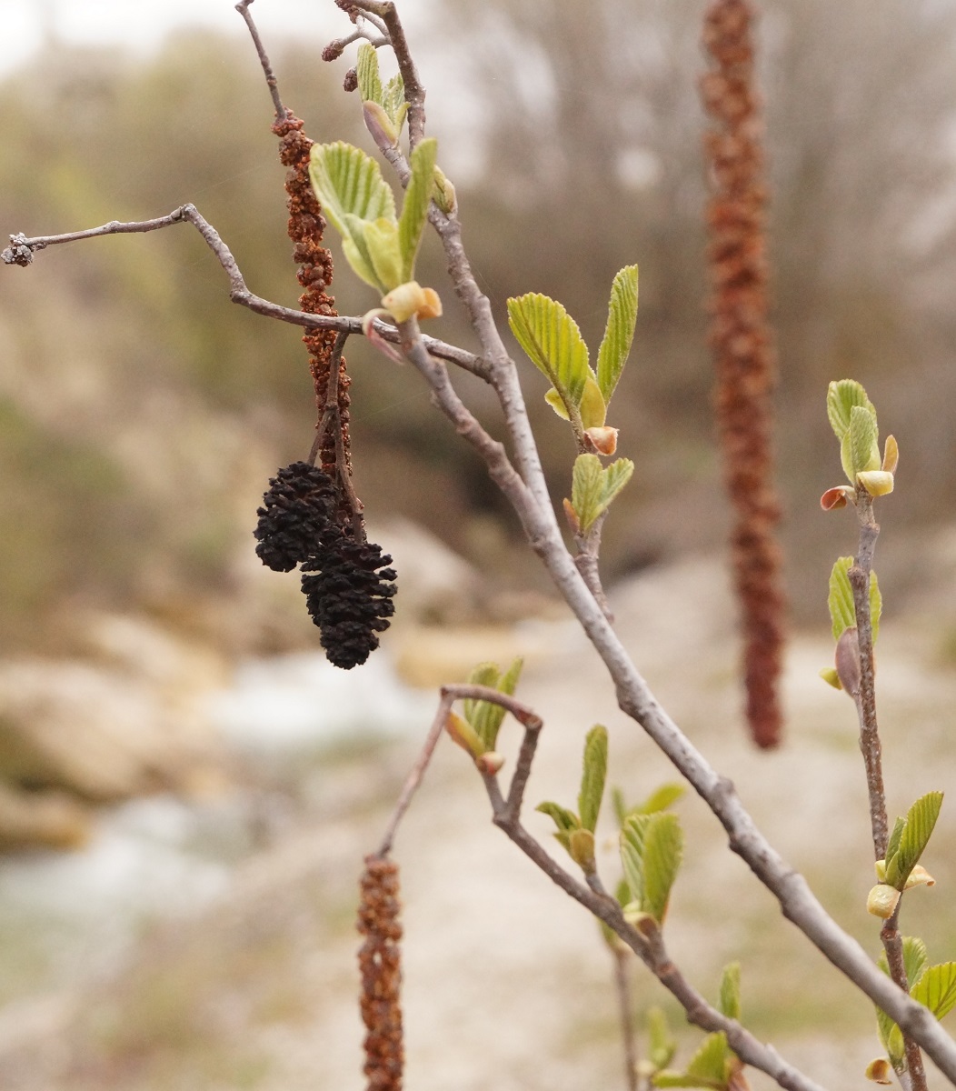 Image of Alnus glutinosa specimen.