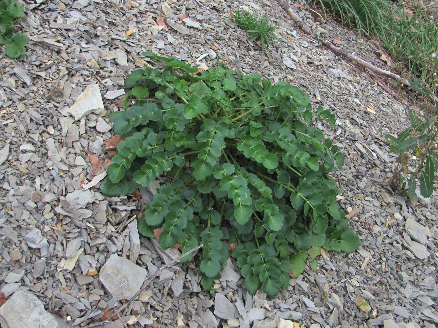 Image of familia Apiaceae specimen.