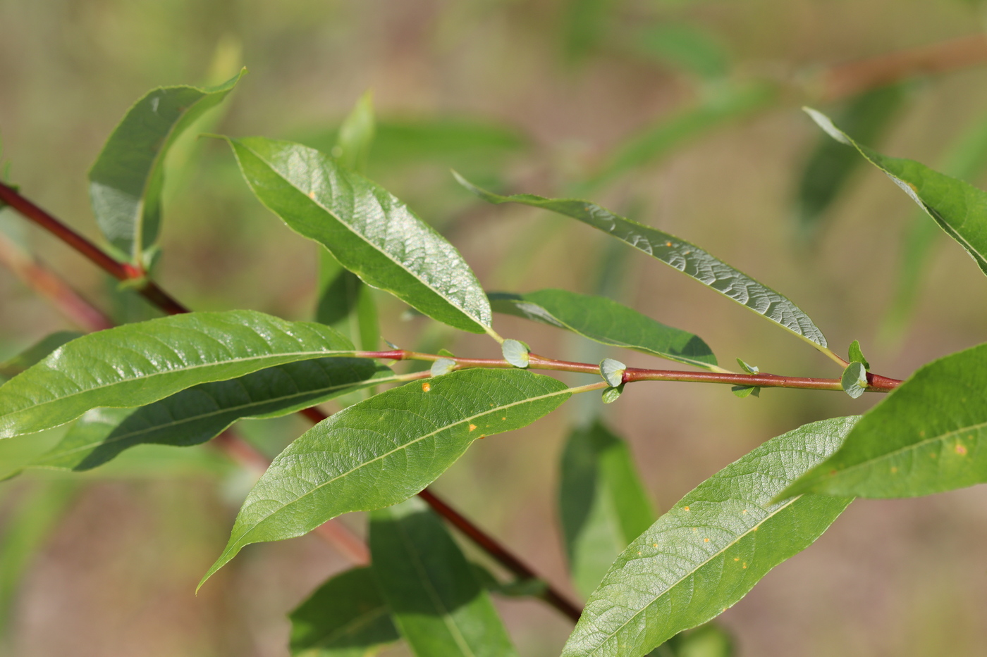 Image of Salix rorida specimen.