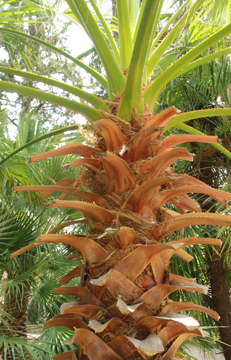 Image of Washingtonia filifera specimen.