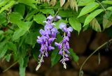 Wisteria sinensis. Соцветия и верхушки листьев. Грузия, Имеретия, г. Кутаиси, в культуре. 14.06.2023.