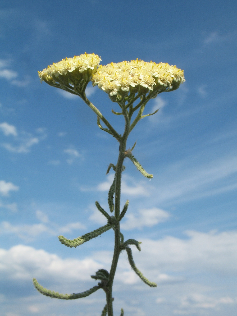 Изображение особи Achillea micrantha.