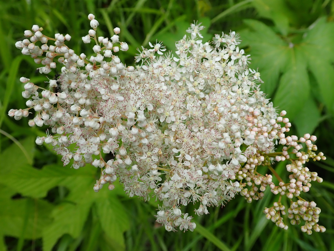 Изображение особи Filipendula palmata.