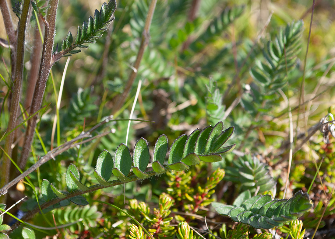 Image of Polemonium boreale specimen.