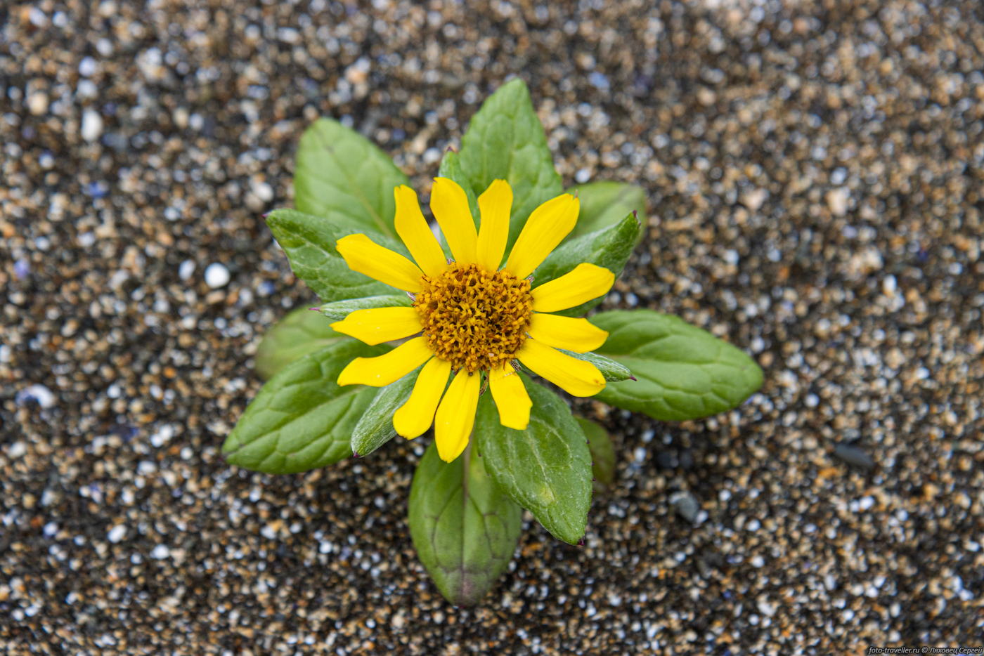 Image of Senecio pseudoarnica specimen.