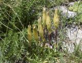 Gentiana alpina