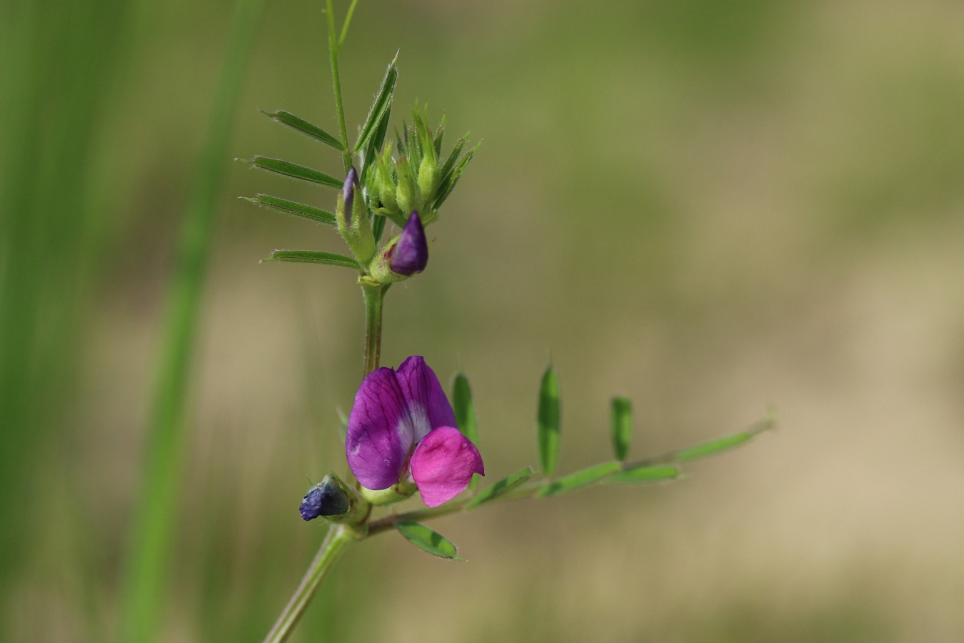 Изображение особи Vicia angustifolia.