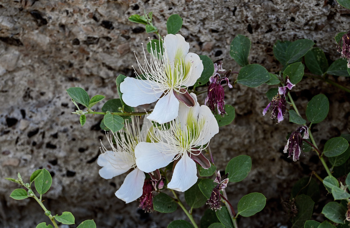 Image of Capparis herbacea specimen.