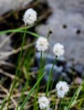 Eriophorum brachyantherum