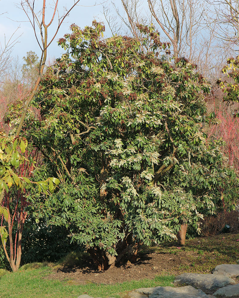 Image of Pieris japonica specimen.