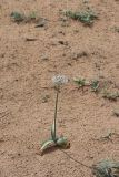 Allium subscabrum