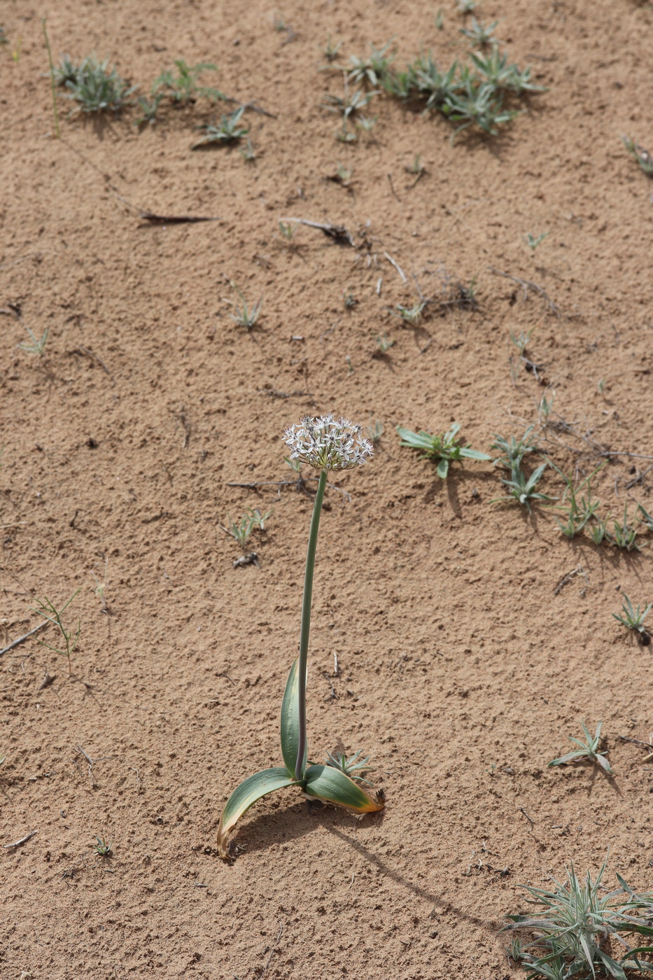 Изображение особи Allium subscabrum.