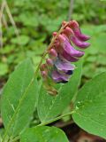 Vicia ramuliflora. Соцветие и часть листа. Хабаровский край, окр. г. Комсомольск-на-Амуре, широколиственный лес. 09.06.2024.