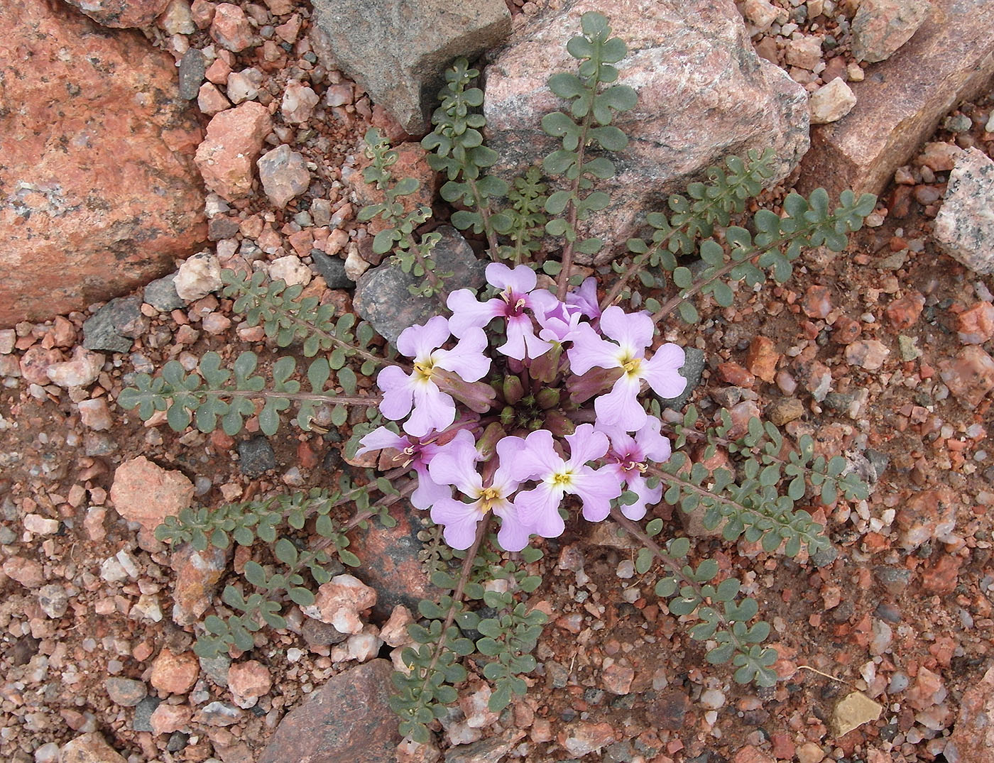 Image of Chorispora bungeana specimen.