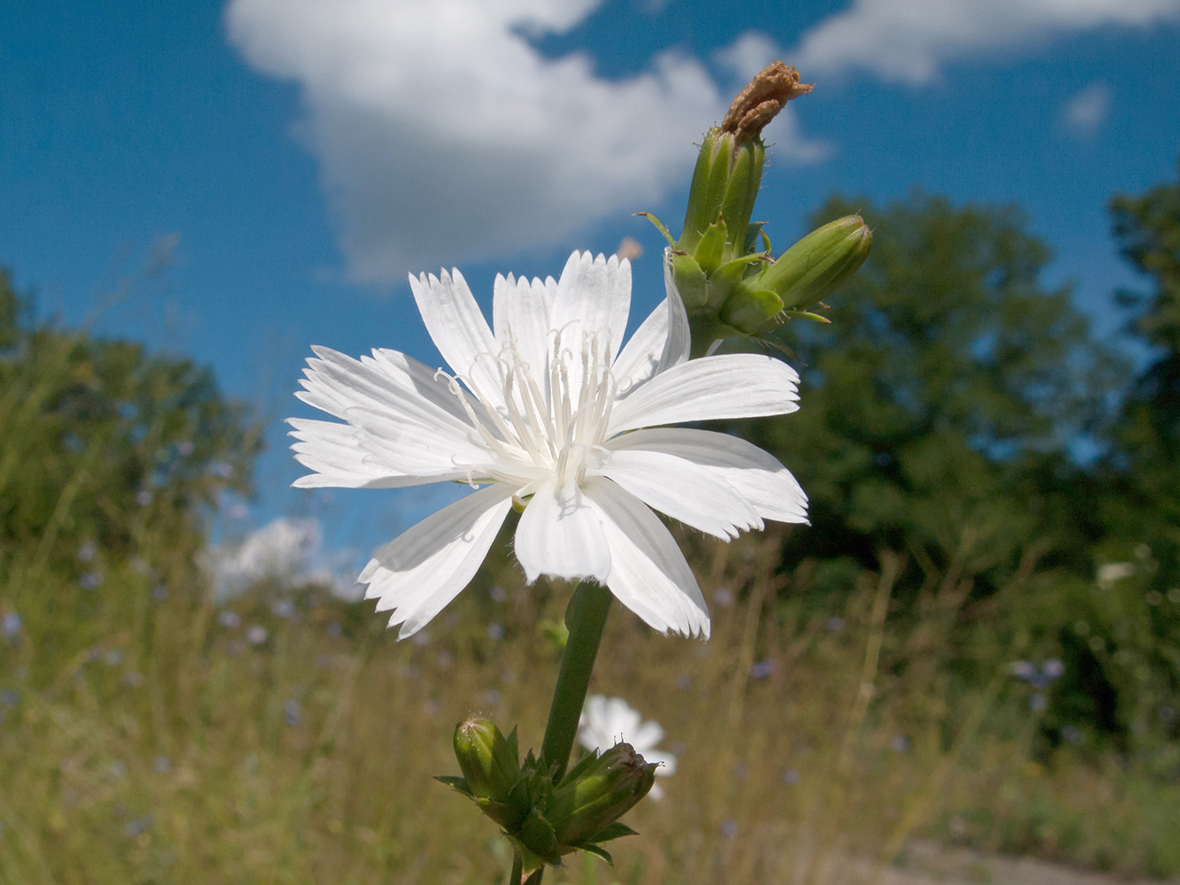 Изображение особи Cichorium intybus.