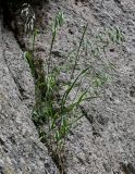 Bromus arvensis. Цветущее растение. Грузия, Самцхе-Джавахети, пещерный монастырь Вардзиа, на скале. 13.06.2023.