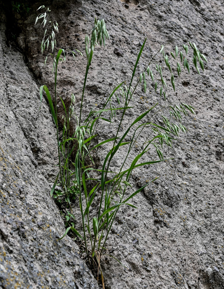 Изображение особи Bromus arvensis.