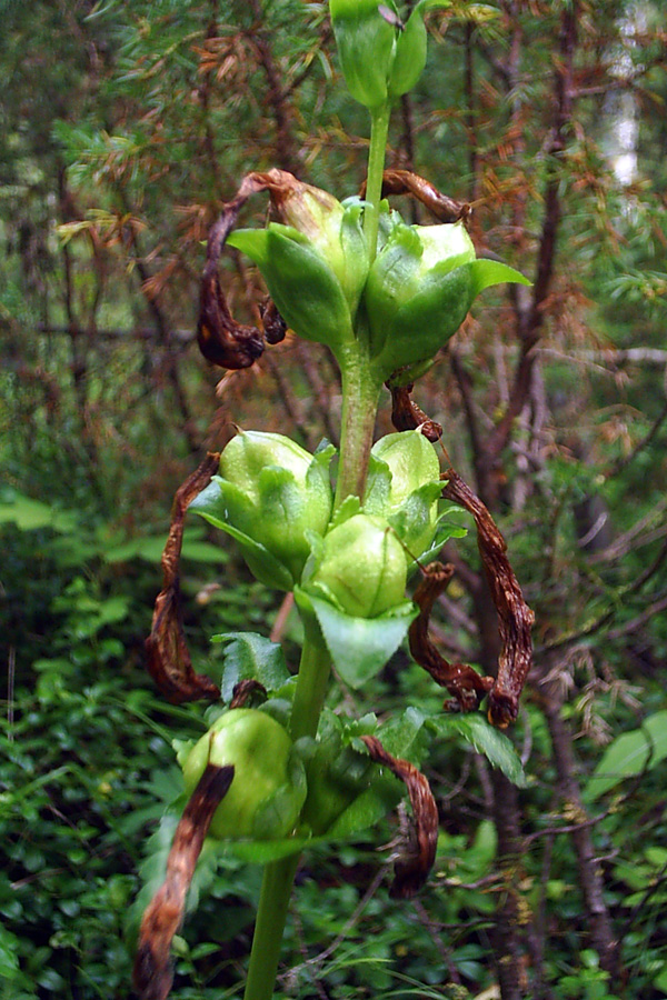 Image of Pedicularis sceptrum-carolinum specimen.