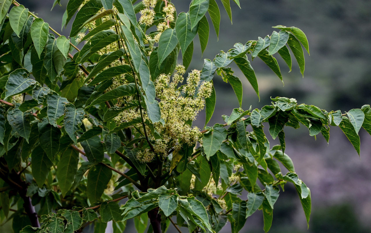 Image of Ailanthus altissima specimen.