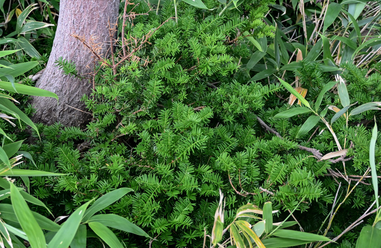 Image of Taxus cuspidata specimen.