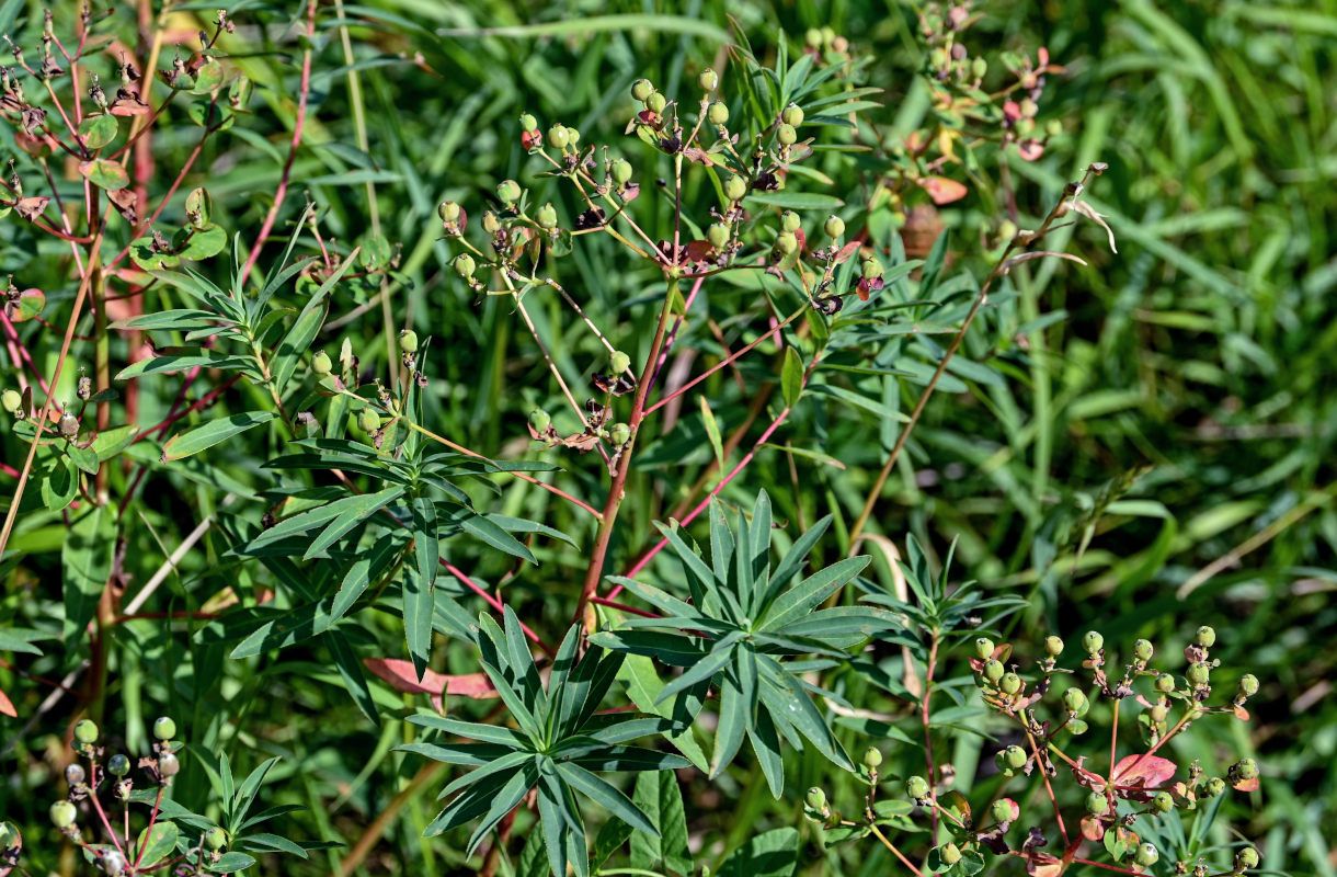 Изображение особи Euphorbia semivillosa.