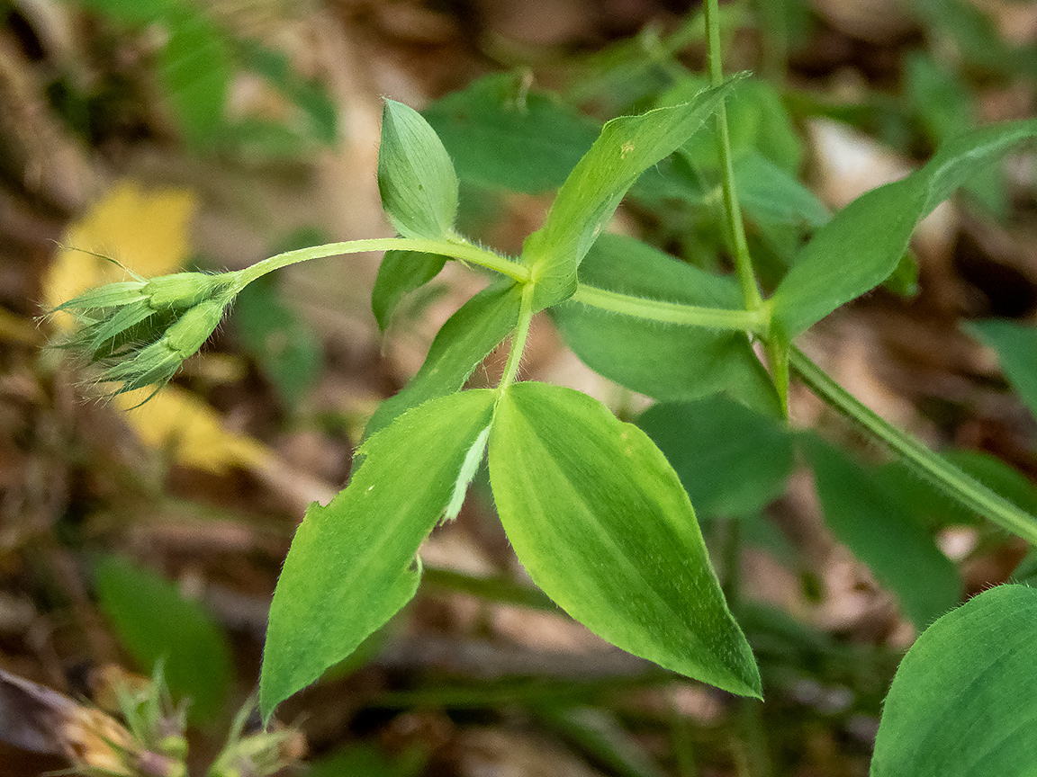 Image of Lathyrus laxiflorus specimen.