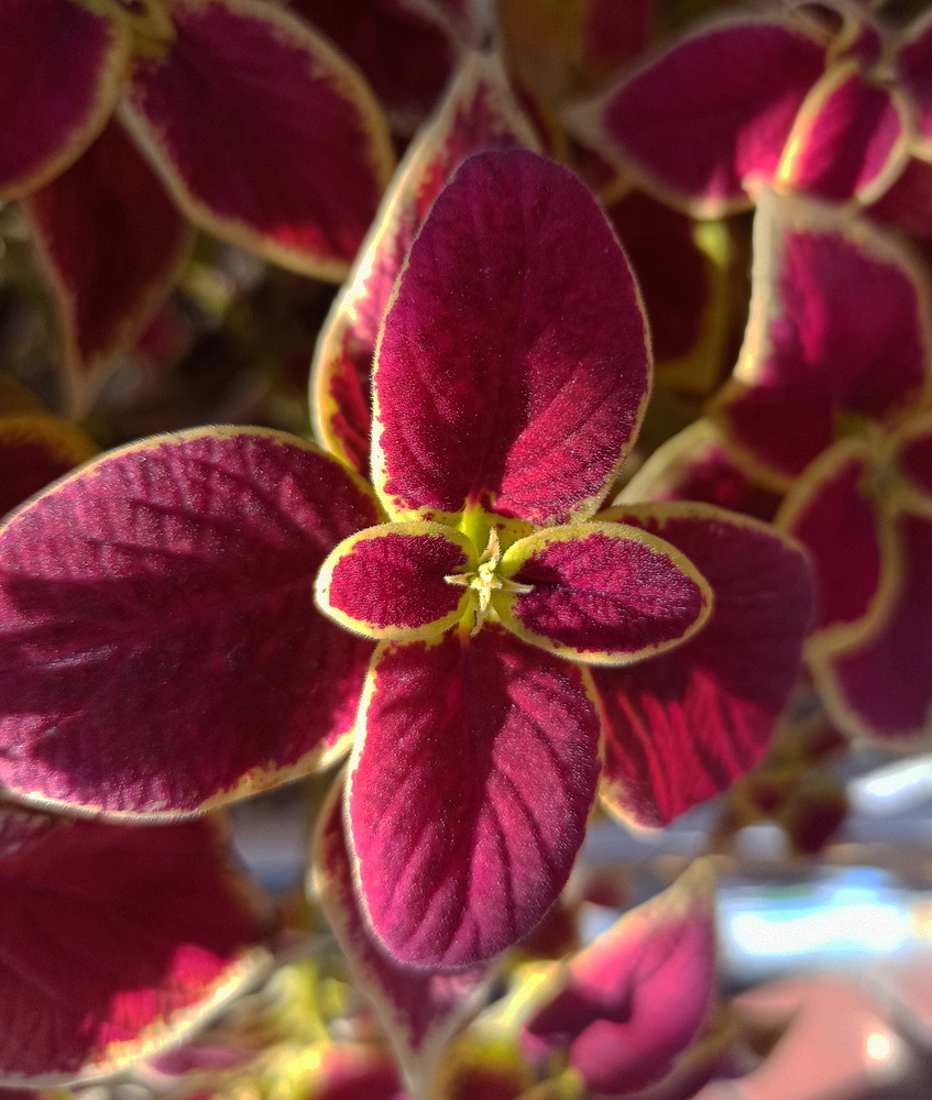 Image of Coleus scutellarioides specimen.