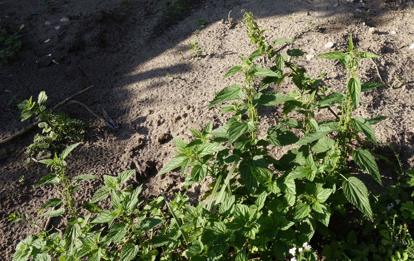 Image of Urtica dioica specimen.