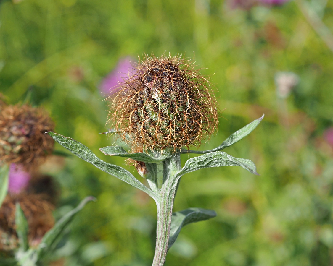 Image of Centaurea pseudophrygia specimen.