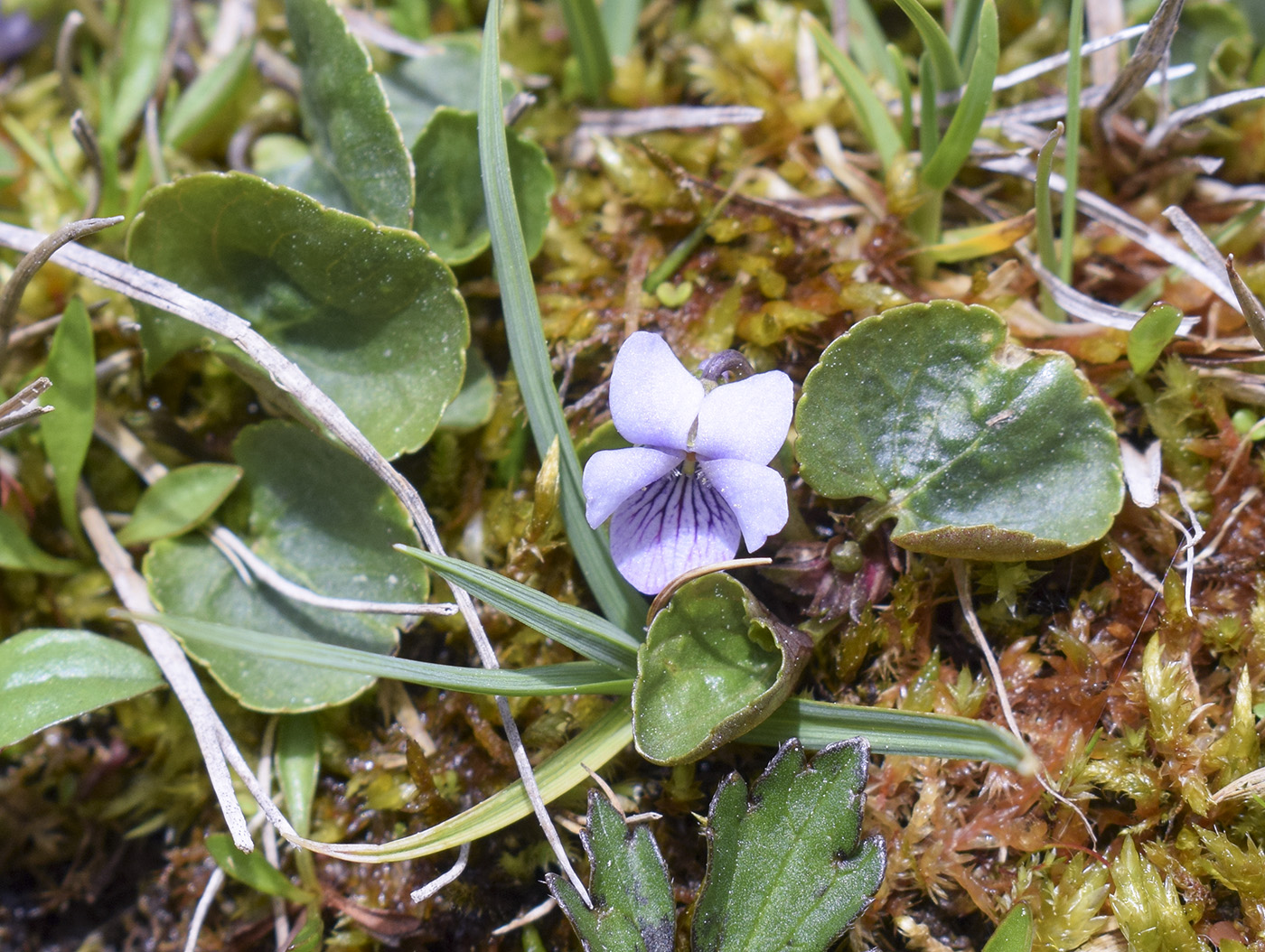 Image of Viola palustris specimen.