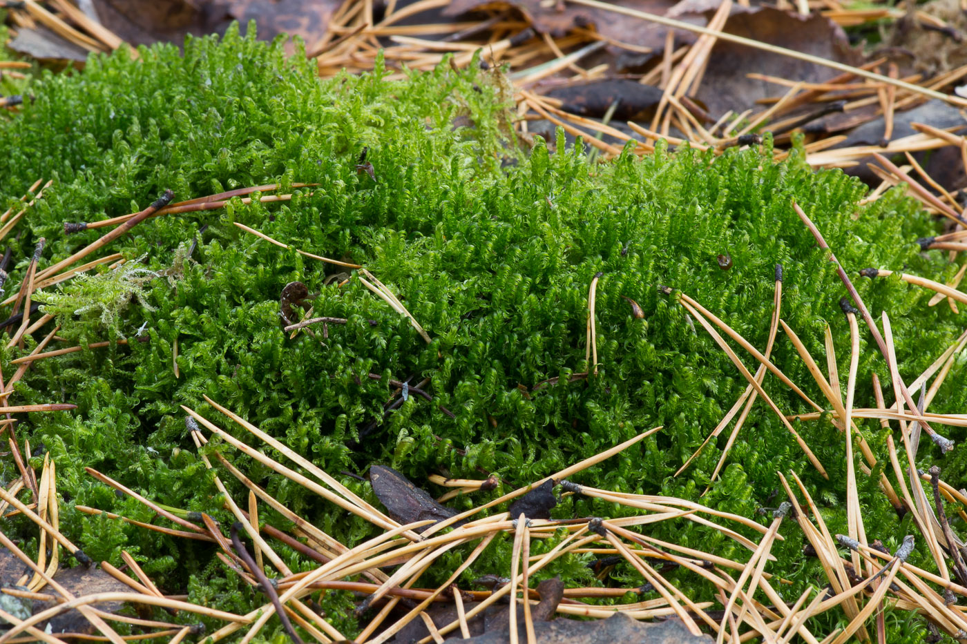 Image of Sanionia uncinata specimen.