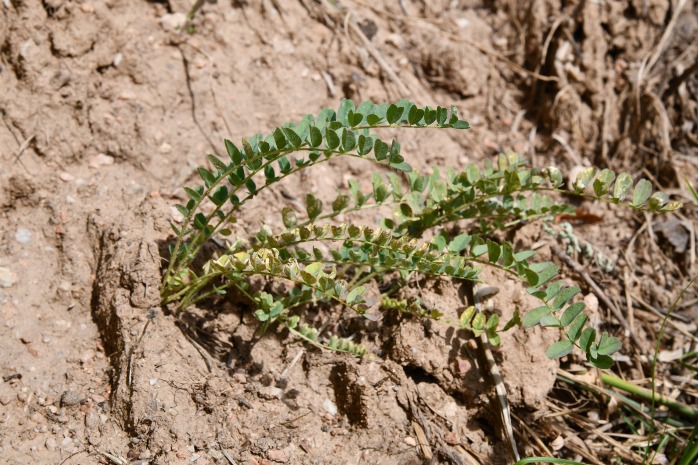 Image of genus Astragalus specimen.