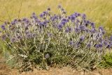 Echinops albotomentosus