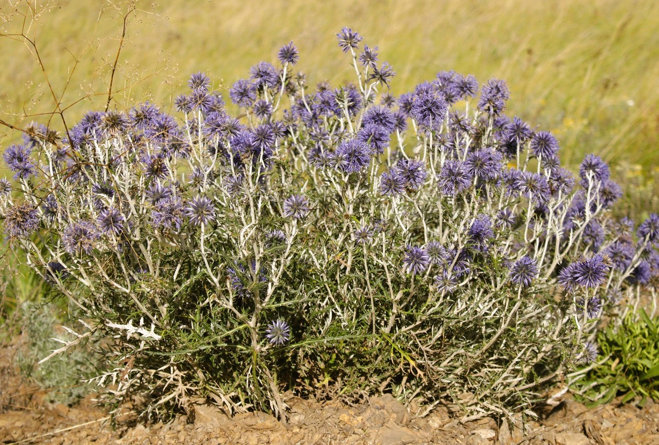 Изображение особи Echinops albotomentosus.