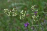 genus Galium