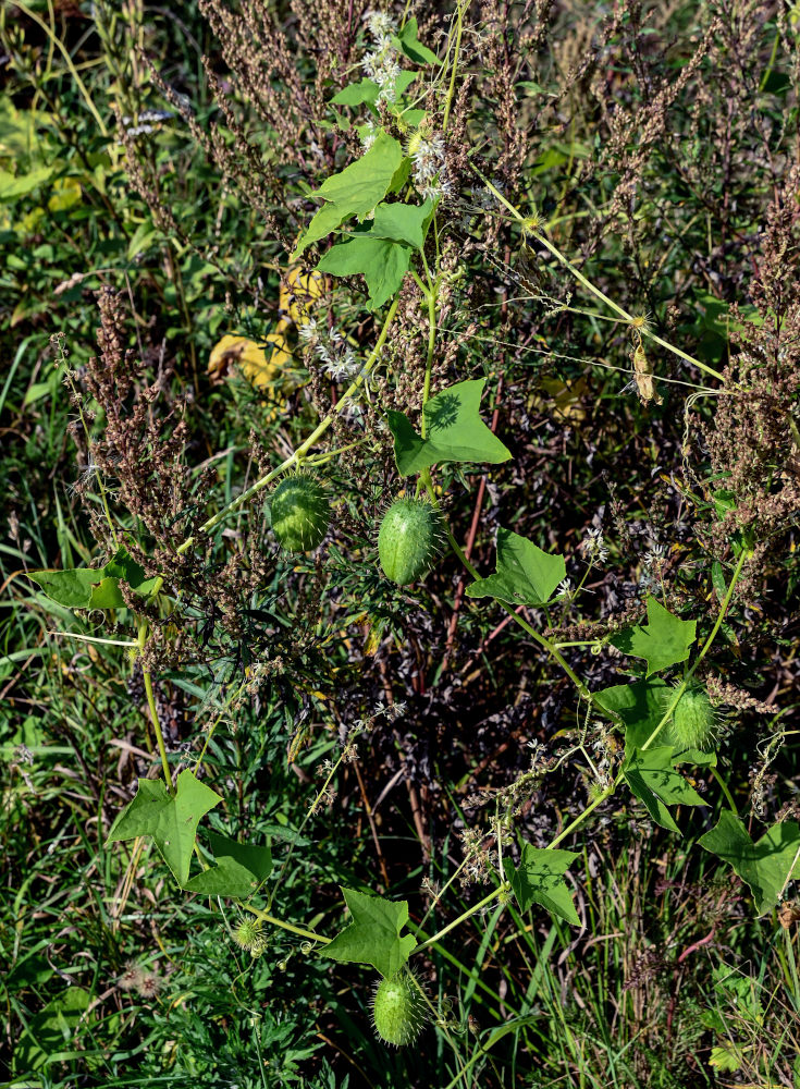 Изображение особи Echinocystis lobata.