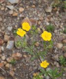 Potentilla adscharica. Верхушка цветущего растения. Чечня, Шаройский р-н, 2 км к востоку от ур. Хиндушты, 1 км на юго-запад от Сигнальной горы, каменистый склон. 1 июля 2024 г.