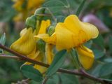 Смотреть изображение Colutea cilicica