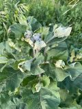 Arctium tomentosum