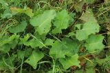 Rumex confertus