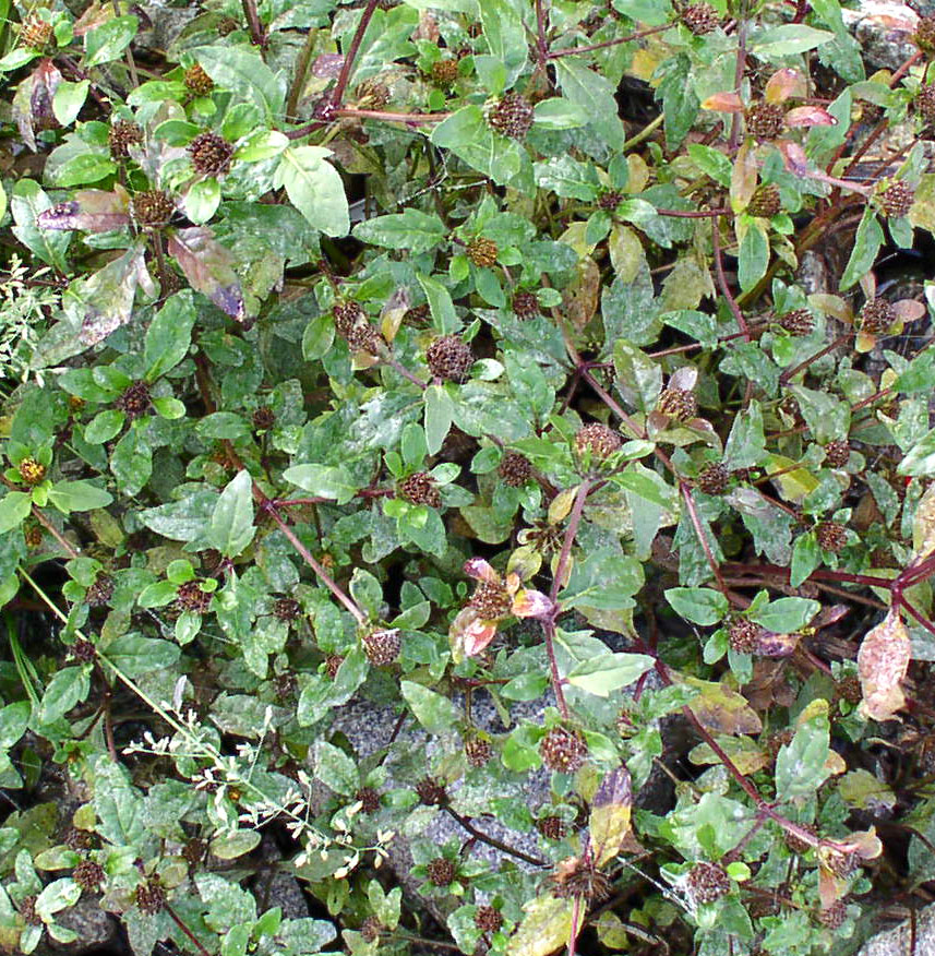 Image of Bidens &times; garumnae specimen.