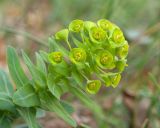 Euphorbia condylocarpa. Верхушка побега с соцветием. Краснодарский край, Крымский р-н, окр. станицы Неберджаевская, задернованное скальное обнажение на месте старого заросшего карьера. 02.04.2025.