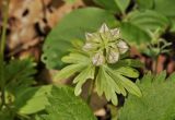 Eranthis stellata